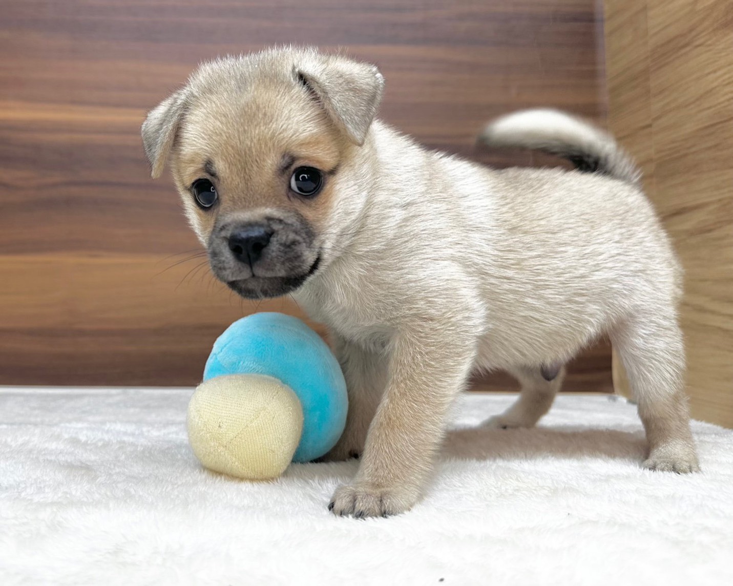 群馬県のチワパグ/パグチー(チワワ×パグ) (かねだいペットトライアル桐生/2025年8月24日生まれ/男の子/フォーン)の子犬の4枚目の画像