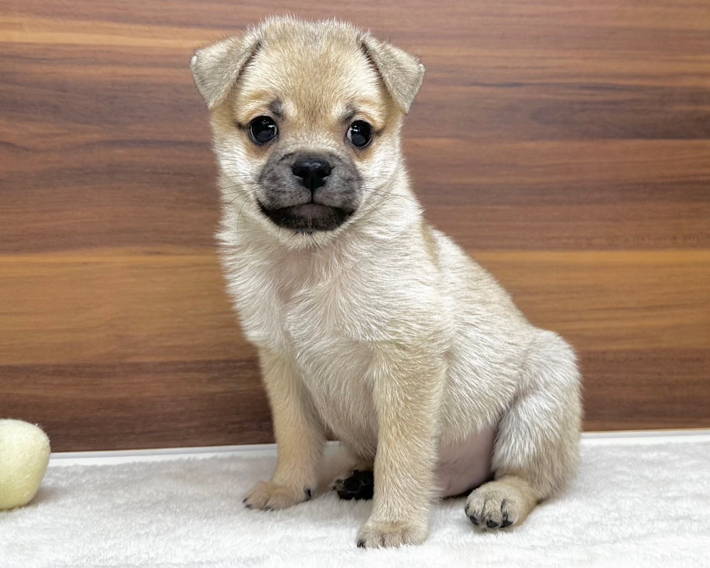 群馬県のチワパグ/パグチー(チワワ×パグ) (かねだいペットトライアル桐生/2025年8月24日生まれ/男の子/フォーン)の子犬の2枚目の画像