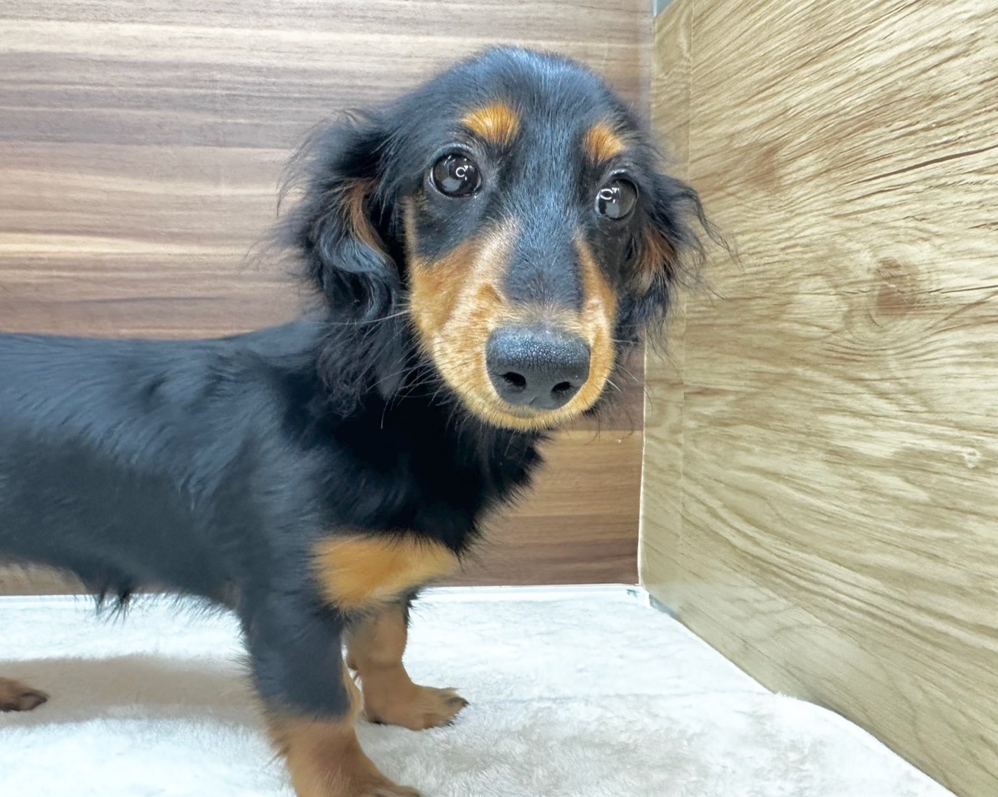 群馬県のミニチュアダックスフンド(ロング) (かねだいペットトライアル桐生/2025年5月11日生まれ/女の子/ブラックタン)の子犬の2枚目の画像