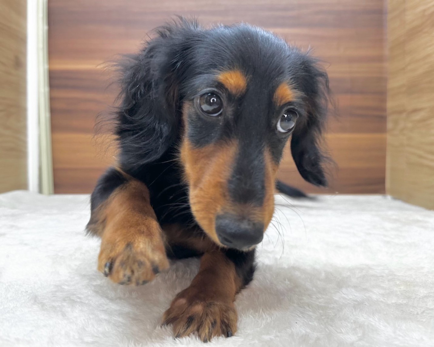 群馬県のミニチュアダックスフンド(ロング) (かねだいペットトライアル桐生/2025年5月11日生まれ/女の子/ブラックタン)の子犬の3枚目の画像