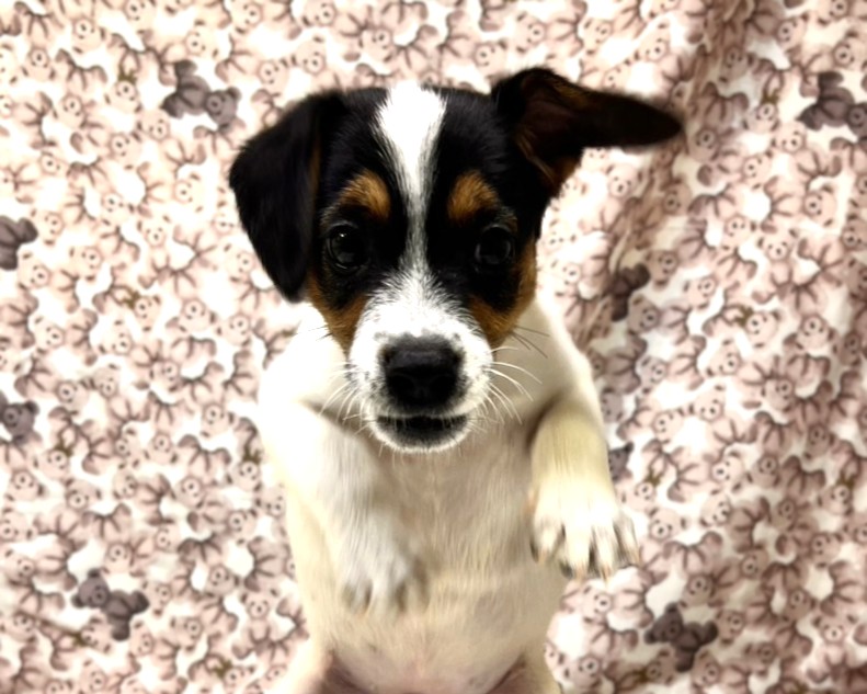茨城県のジャックラッセルテリア (かねだいペットトライアル利根川/2025年8月17日生まれ/男の子/ホワイトブラックタン)の子犬の1枚目の画像
