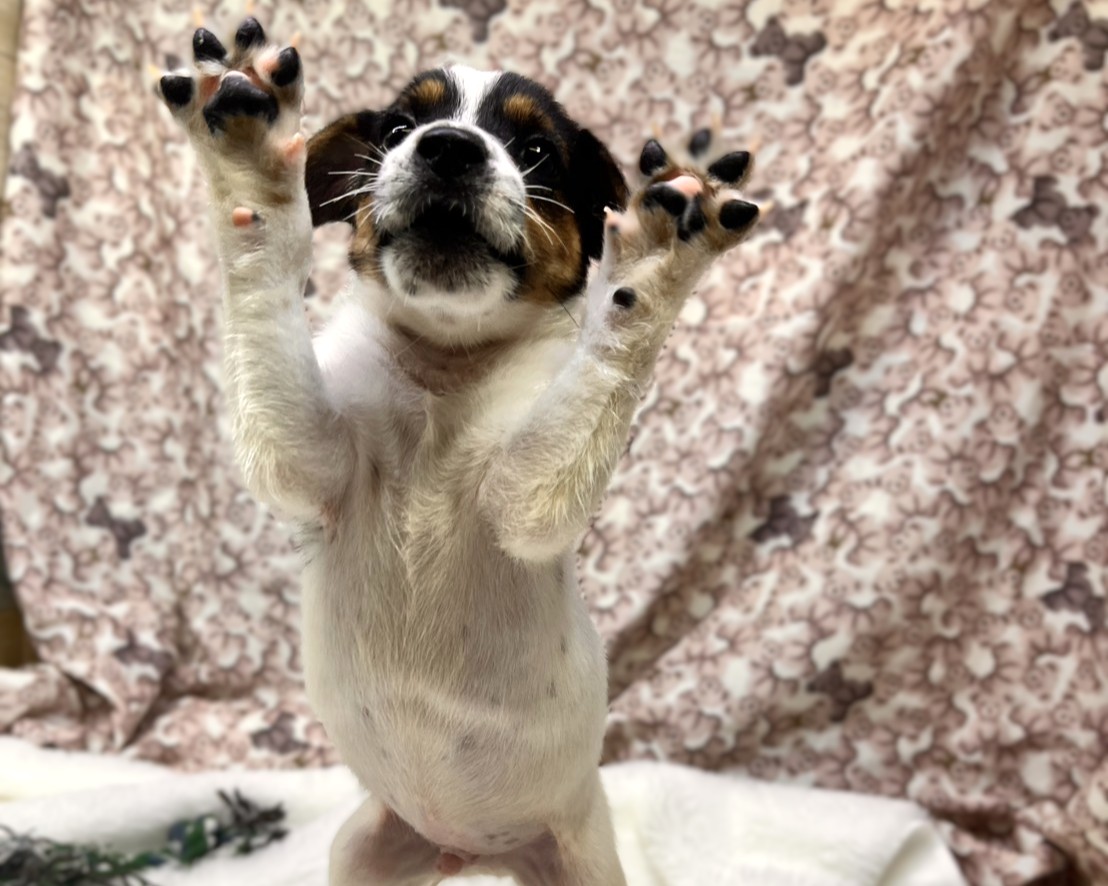 茨城県のジャックラッセルテリア (かねだいペットトライアル利根川/2025年8月17日生まれ/男の子/ホワイトブラックタン)の子犬の2枚目の画像