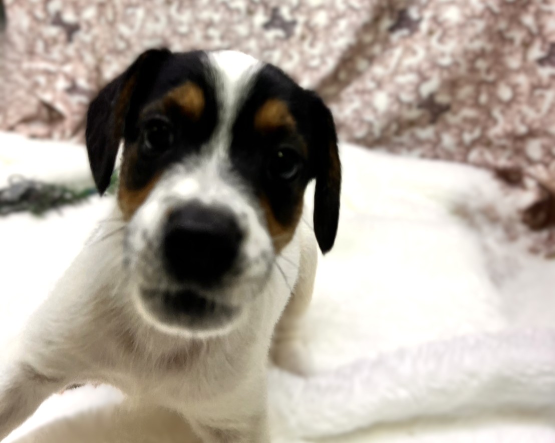 茨城県のジャックラッセルテリア (かねだいペットトライアル利根川/2025年8月17日生まれ/男の子/ホワイトブラックタン)の子犬の3枚目の画像