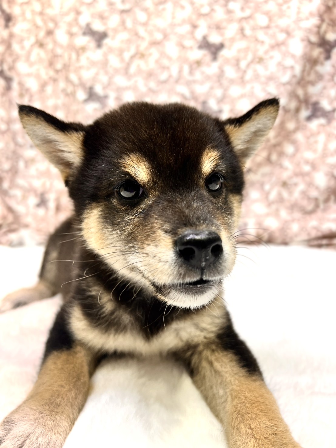 茨城県の柴犬(標準サイズ) (かねだいペットトライアル利根川/2025年8月23日生まれ/男の子/黒)の子犬の1枚目の画像