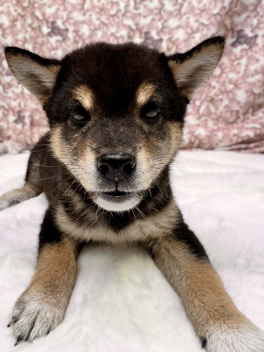 茨城県の柴犬(標準サイズ) (かねだいペットトライアル利根川/2025年8月23日生まれ/男の子/黒)の子犬の2枚目の画像