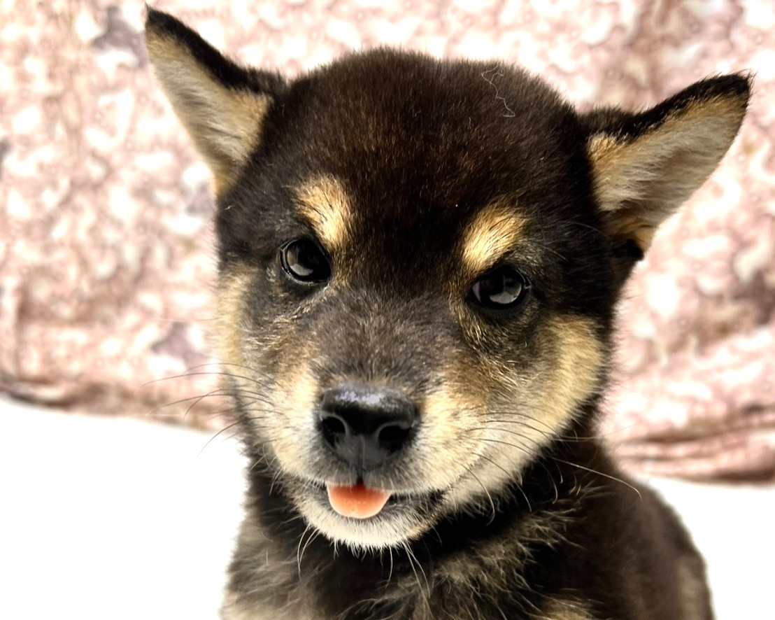 茨城県の柴犬(標準サイズ) (かねだいペットトライアル利根川/2025年8月23日生まれ/男の子/黒)の子犬の3枚目の画像