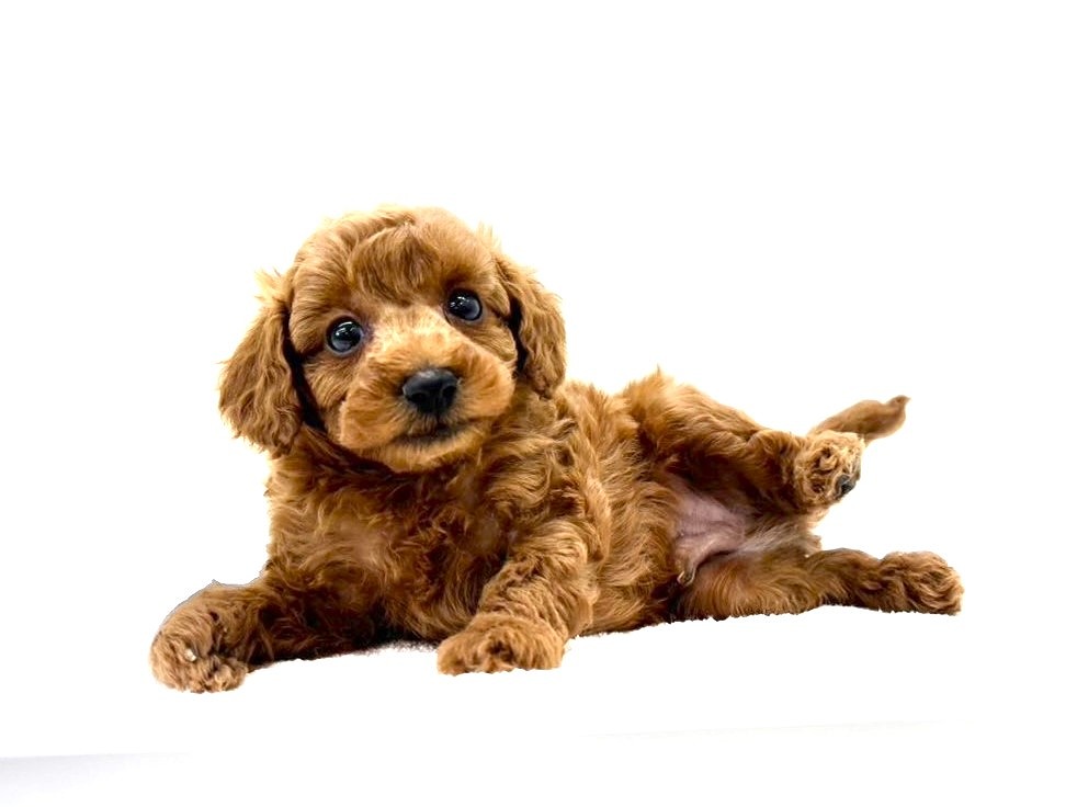 東京都のトイプードル(トイ) (かねだい本町田店/2025年9月6日生まれ/男の子/レッド)の子犬の1枚目の画像