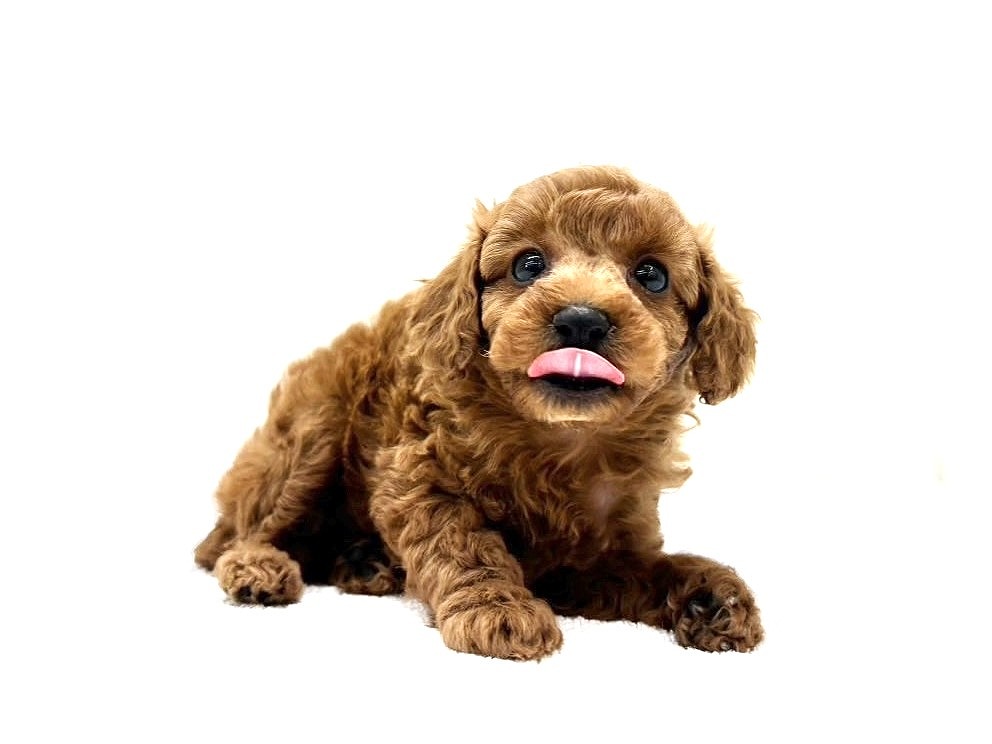 東京都のトイプードル(トイ) (かねだい本町田店/2025年9月6日生まれ/男の子/レッド)の子犬の4枚目の画像