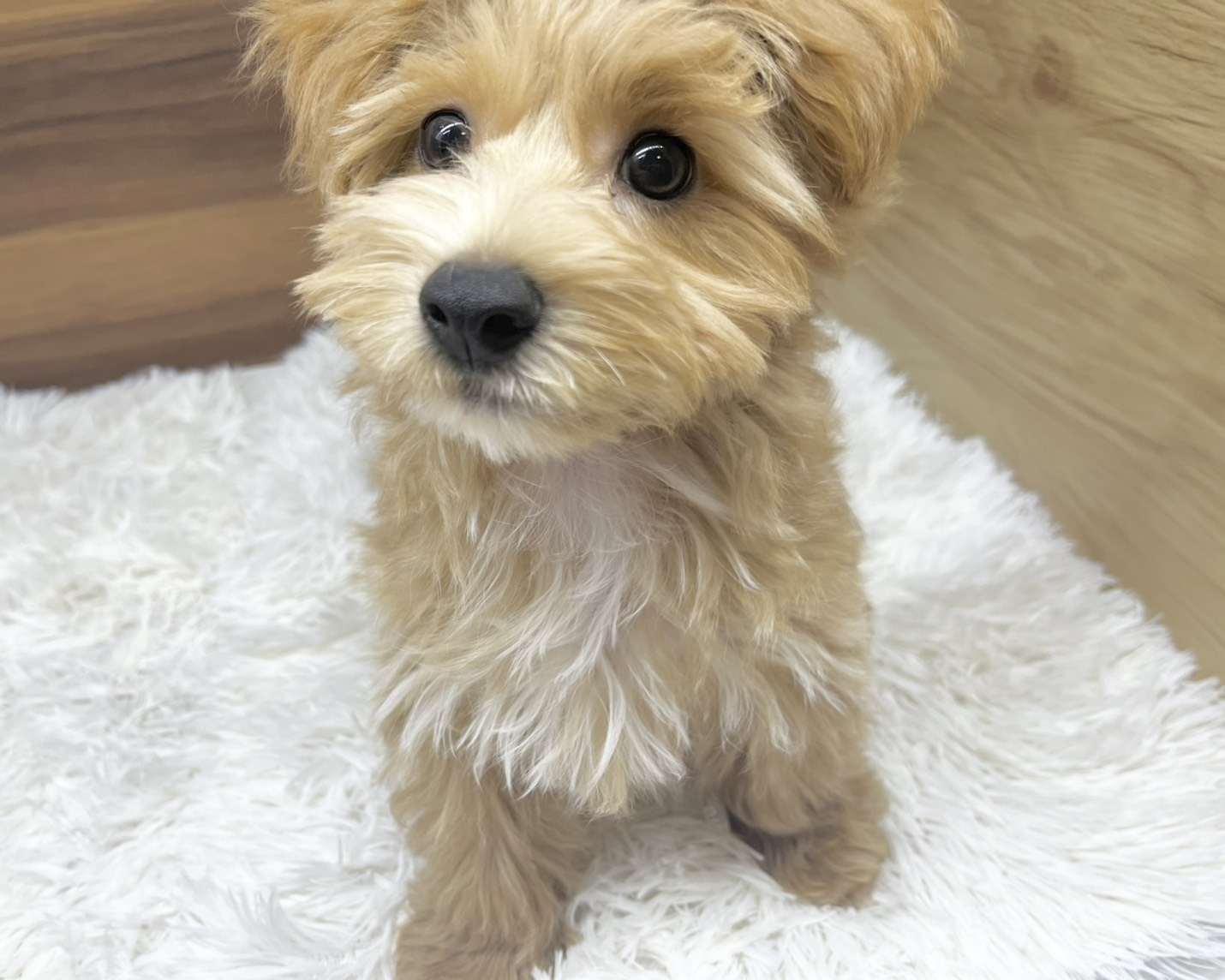 群馬県のマルプー(マルチーズ×プードル) (かねだいペットトライアル桐生/2025年7月14日生まれ/男の子/アプリコット)の子犬の4枚目の画像