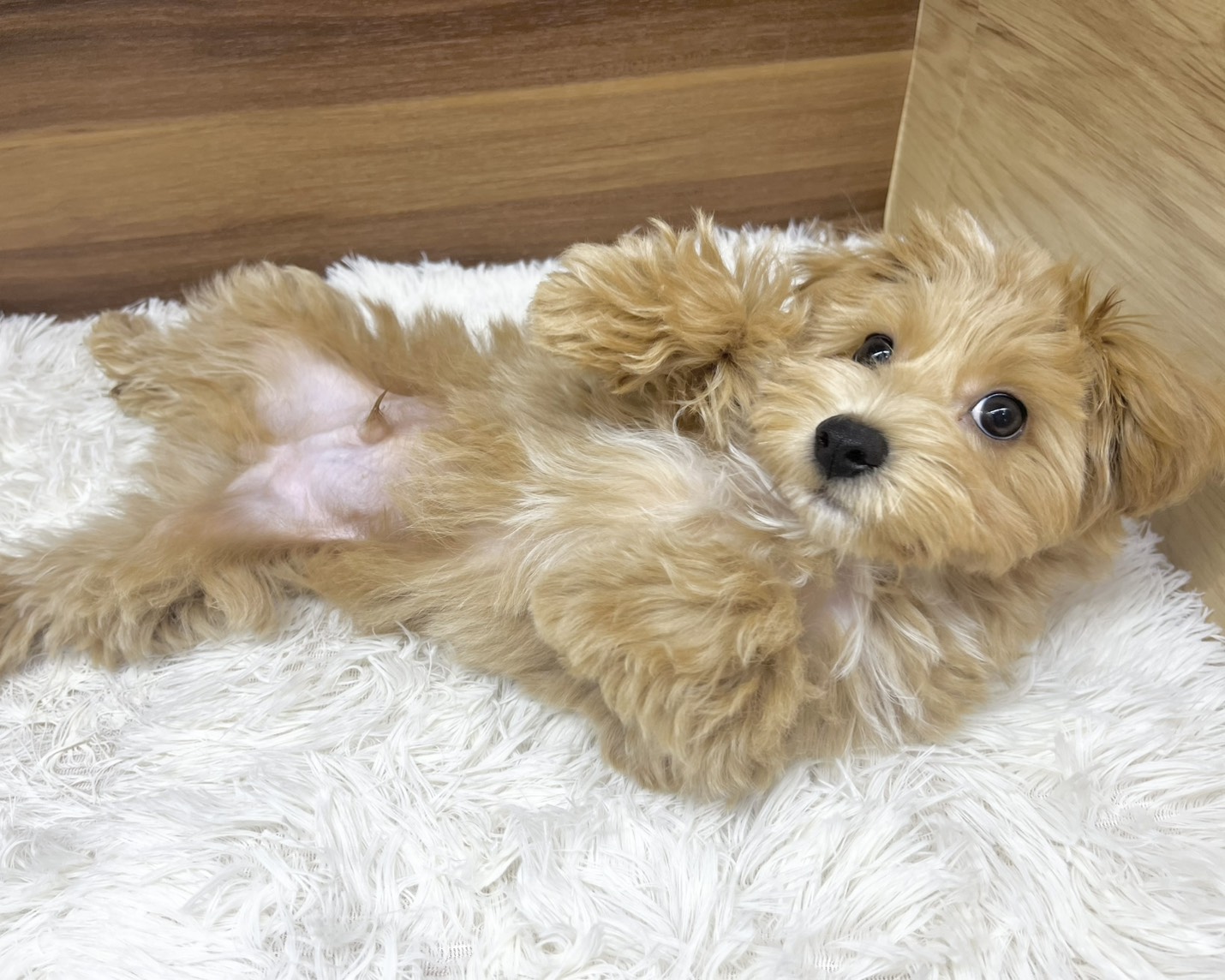 群馬県のマルプー(マルチーズ×プードル) (かねだいペットトライアル桐生/2025年7月14日生まれ/男の子/アプリコット)の子犬の3枚目の画像