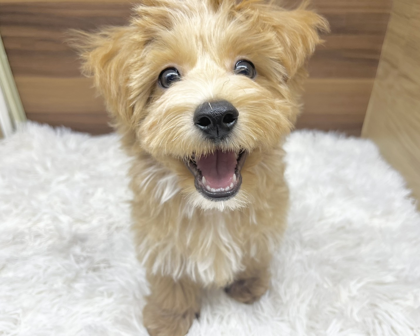 群馬県のマルプー(マルチーズ×プードル) (かねだいペットトライアル桐生/2025年7月14日生まれ/男の子/アプリコット)の子犬の2枚目の画像