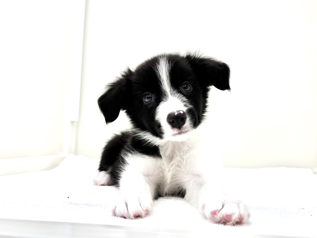 東京都のボーダーコリー (かねだい本町田店/2025年8月18日生まれ/男の子/ブラックホワイト)の子犬の1枚目の画像