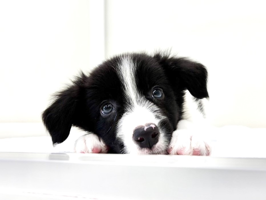 東京都のボーダーコリー (かねだい本町田店/2025年8月18日生まれ/男の子/ブラックホワイト)の子犬の2枚目の画像