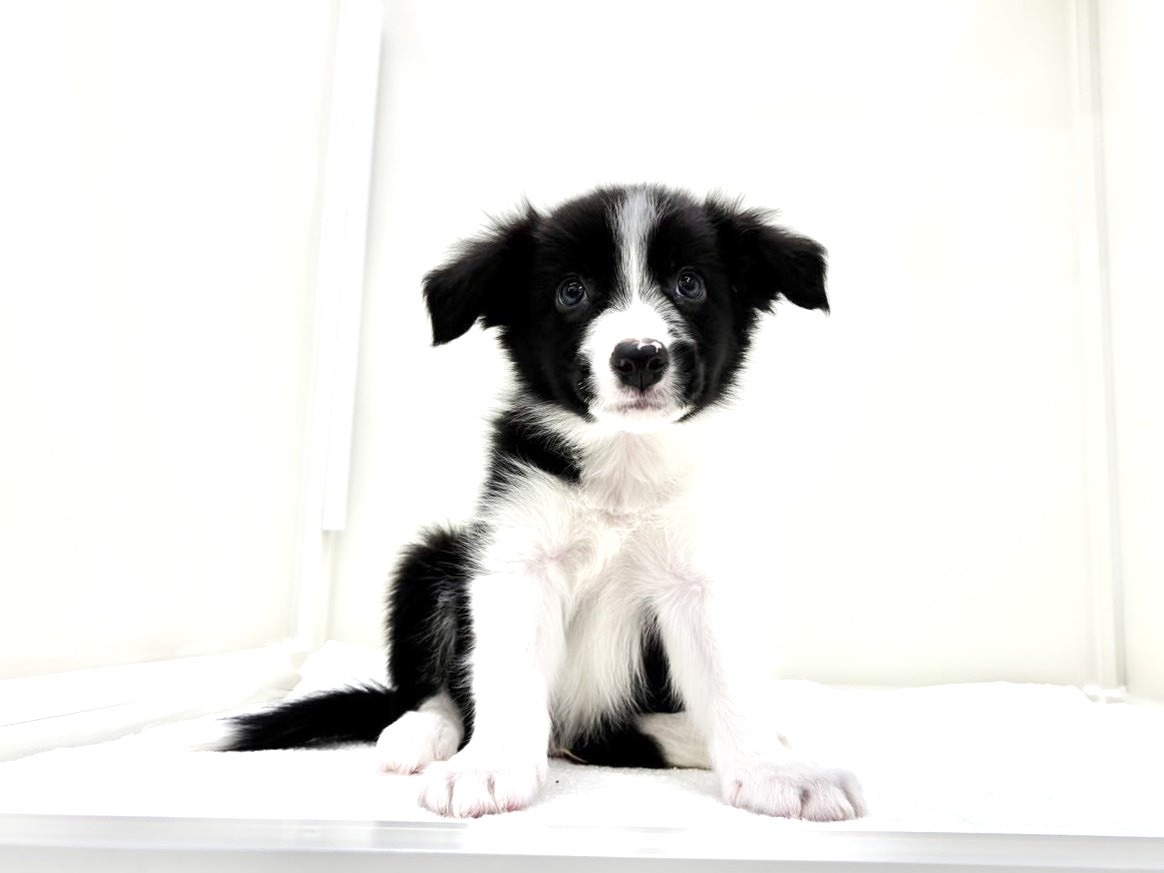 東京都のボーダーコリー (かねだい本町田店/2025年8月18日生まれ/男の子/ブラックホワイト)の子犬の3枚目の画像