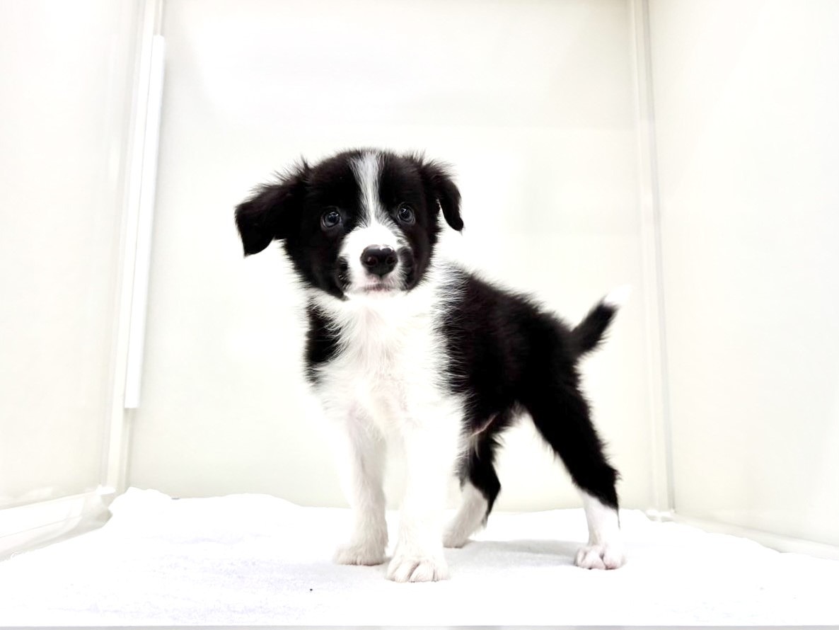東京都のボーダーコリー (かねだい本町田店/2025年8月18日生まれ/男の子/ブラックホワイト)の子犬の4枚目の画像