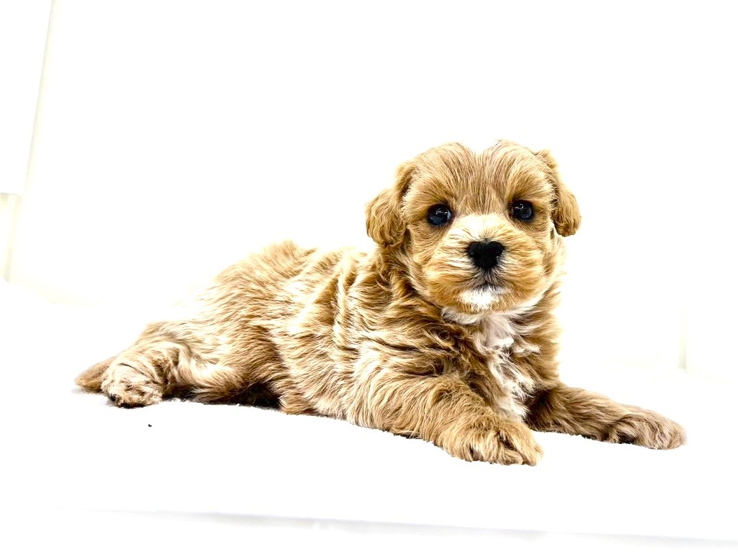 東京都のマルプー(マルチーズ×プードル) (かねだい本町田店/2025年9月4日生まれ/男の子/アプリコットホワイト)の子犬の1枚目の画像