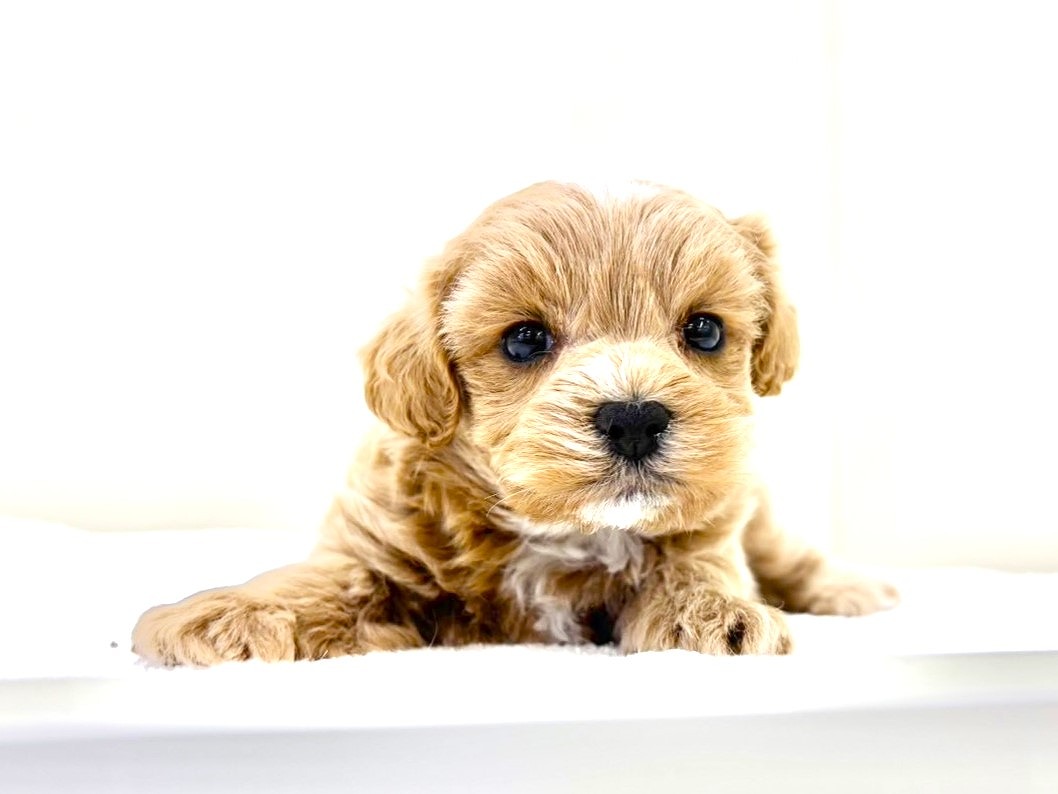 東京都のマルプー(マルチーズ×プードル) (かねだい本町田店/2025年9月4日生まれ/男の子/アプリコットホワイト)の子犬の2枚目の画像