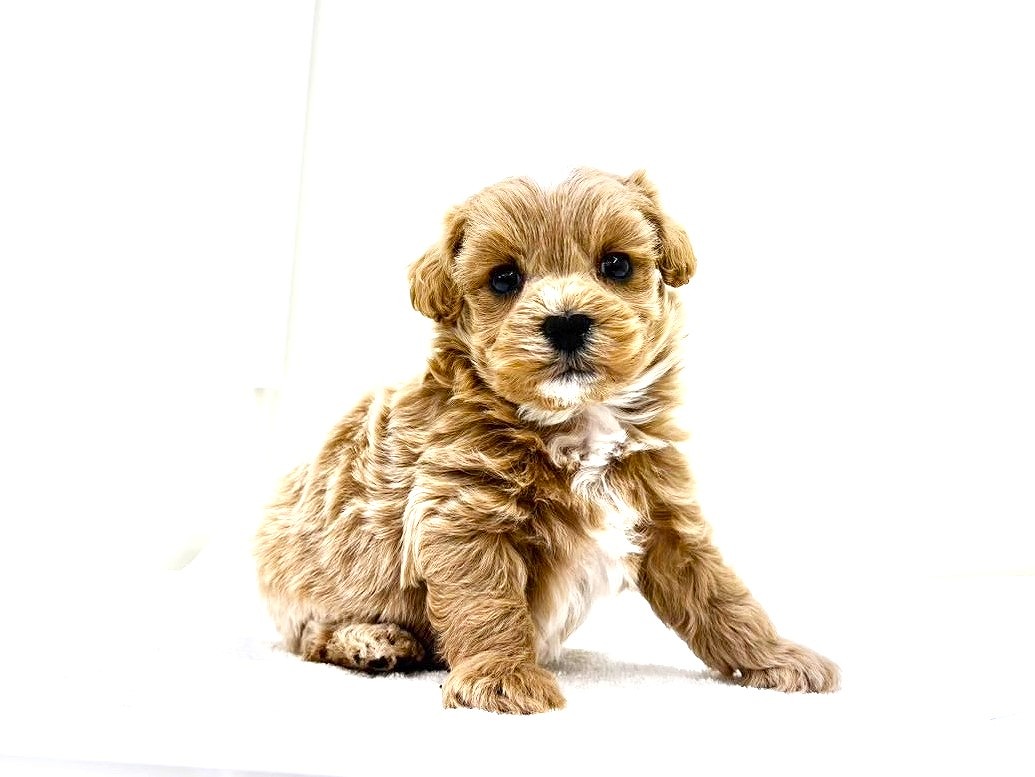 東京都のマルプー(マルチーズ×プードル) (かねだい本町田店/2025年9月4日生まれ/男の子/アプリコットホワイト)の子犬の4枚目の画像