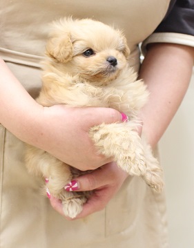 神奈川県のポメプー(ポメラニアン×プードル) (かねだい伊勢原店/2025年9月1日生まれ/女の子/アプリコット)の子犬の1枚目の画像