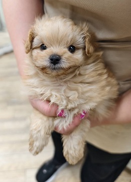 神奈川県のポメプー(ポメラニアン×プードル) (かねだい伊勢原店/2025年9月1日生まれ/女の子/アプリコット)の子犬の2枚目の画像