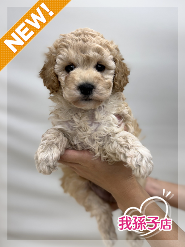 千葉県のビションプー(ビションフリーゼ×プードル) (かねだい我孫子店/2025年9月5日生まれ/女の子/レッド)の子犬