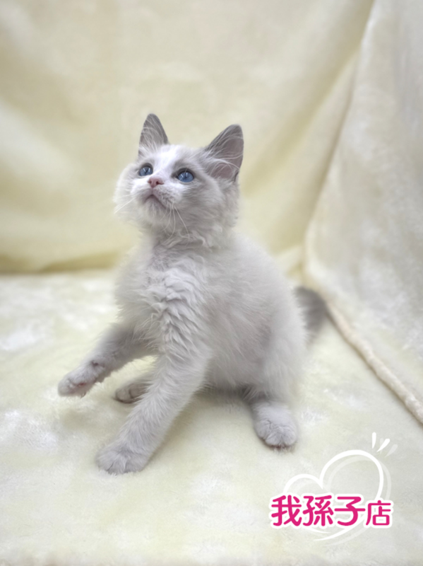 千葉県のラグドール (かねだい我孫子店/2025年8月13日生まれ/男の子/ブルーポイントバイカラー)の子猫の1枚目の画像