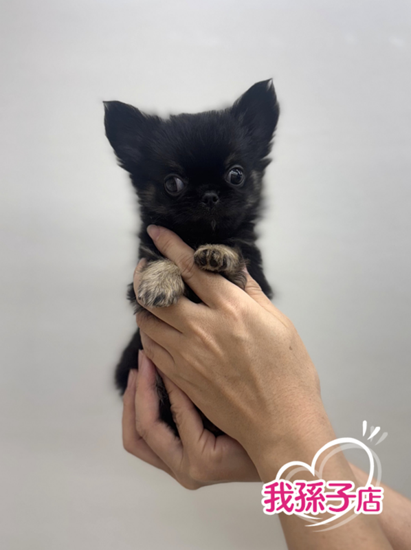 千葉県のポメチワ/チワポメ/ポメチー(ポメラニアン×チワワ) (かねだい我孫子店/2025年8月27日生まれ/男の子/ブラックタン)の子犬