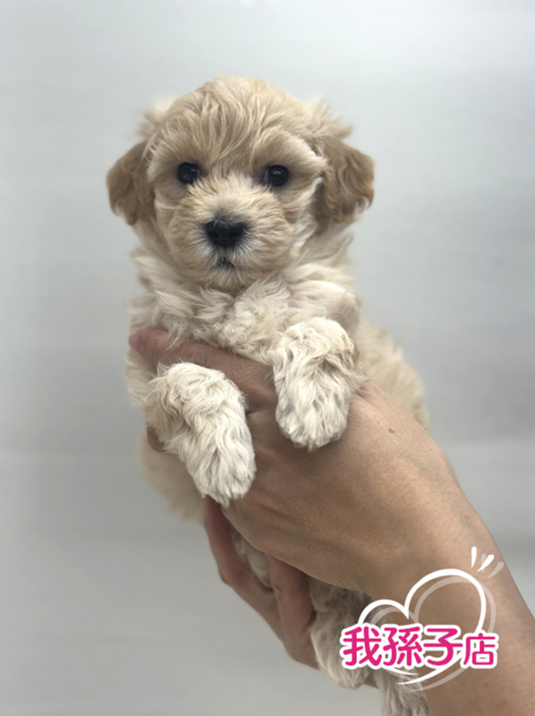 千葉県のハーフ犬・ミックス犬 (かねだい我孫子店/2025年8月29日生まれ/男の子/アプリコット)の子犬の1枚目の画像