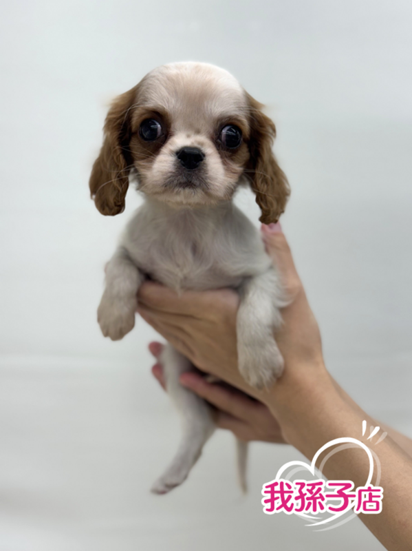 千葉県のキャバリアキングチャールズスパニエル (かねだい我孫子店/2025年8月28日生まれ/男の子/ブレンハイム)の子犬
