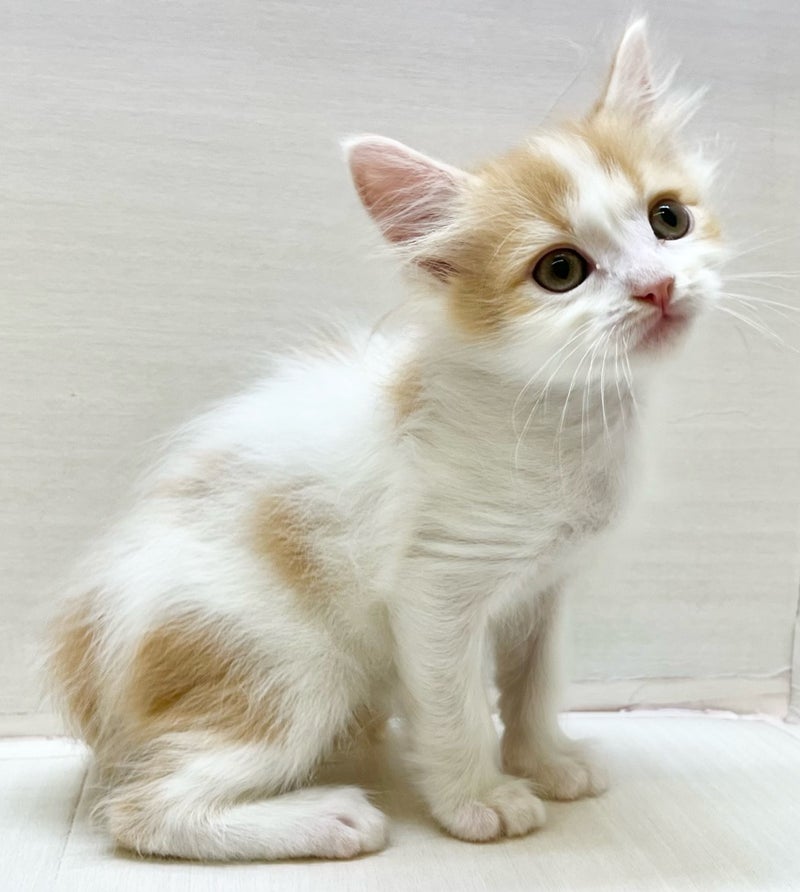 千葉県のミヌエット (かねだい八千代店/2025年9月2日生まれ/男の子/レッドホワイト)の子猫の1枚目の画像