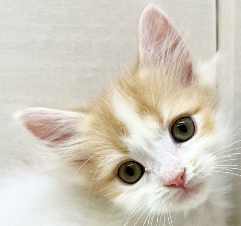 千葉県のミヌエット (かねだい八千代店/2025年9月2日生まれ/男の子/レッドホワイト)の子猫の2枚目の画像