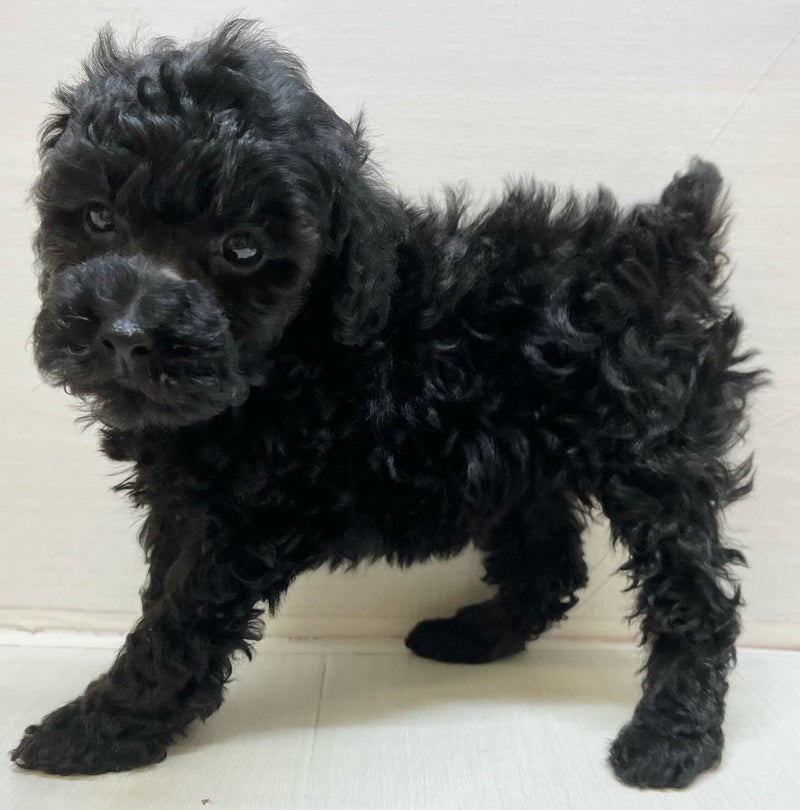 千葉県のトイプードル(トイ) (かねだい八千代店/2025年9月3日生まれ/女の子/ブラック)の子犬の1枚目の画像