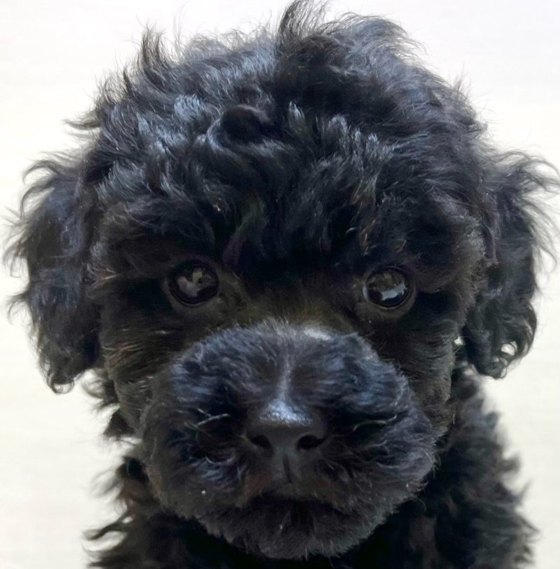 千葉県のトイプードル(トイ) (かねだい八千代店/2025年9月3日生まれ/女の子/ブラック)の子犬の2枚目の画像