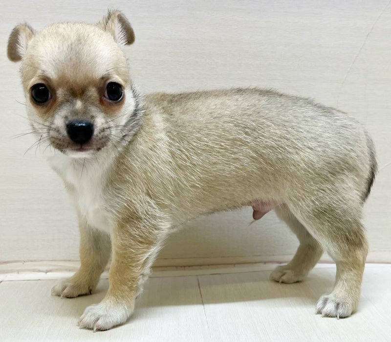 千葉県のチワワ(スムース) (かねだい八千代店/2025年9月6日生まれ/男の子/フォーンホワイト)の子犬の1枚目の画像