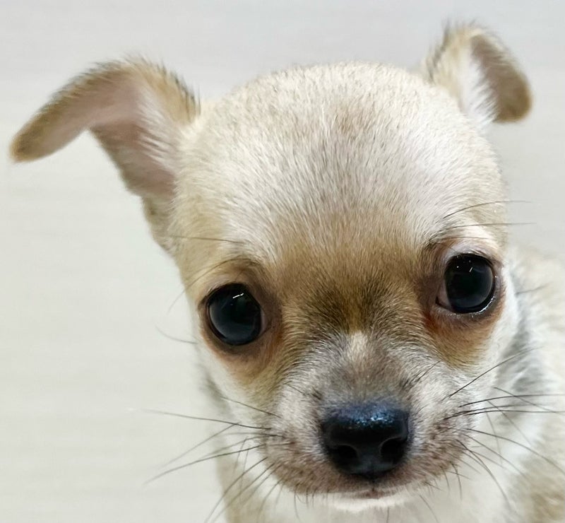 千葉県のチワワ(スムース) (かねだい八千代店/2025年9月6日生まれ/男の子/フォーンホワイト)の子犬の2枚目の画像