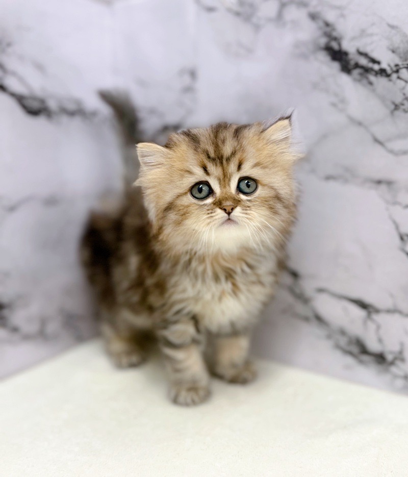 神奈川県のミヌエット (かねだい東戸塚店/2025年9月6日生まれ/女の子/ブラックタビーホワイト)の子猫の1枚目の画像