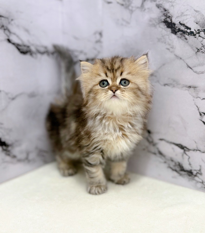 神奈川県のミヌエット (かねだい東戸塚店/2025年9月6日生まれ/女の子/ブラックタビーホワイト)の子猫の2枚目の画像