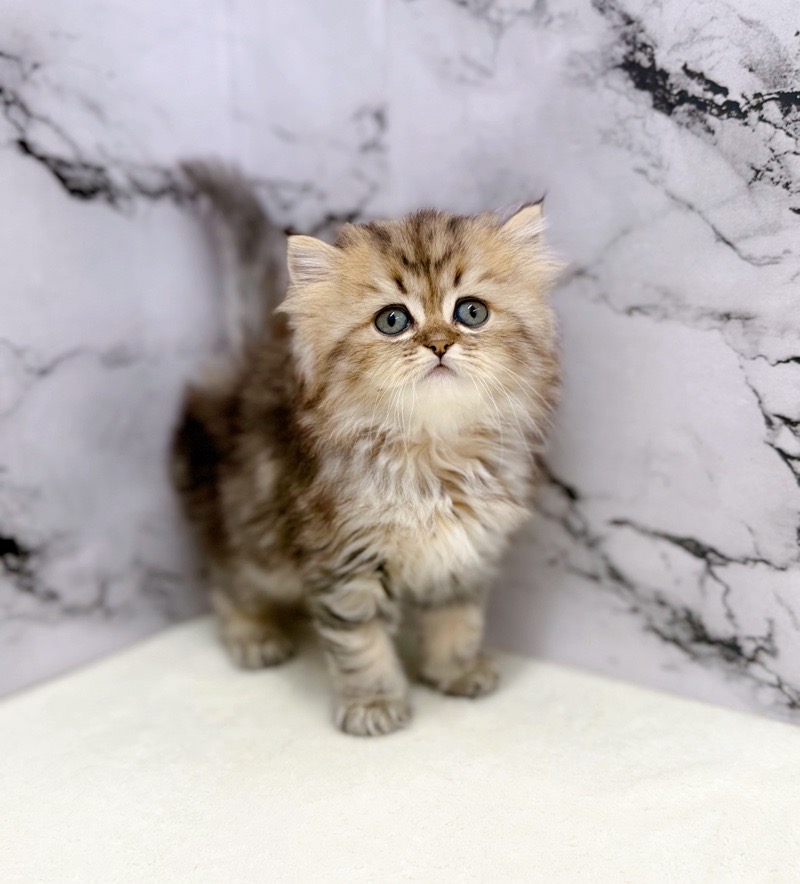 神奈川県のミヌエット (かねだい東戸塚店/2025年9月6日生まれ/女の子/ブラックタビーホワイト)の子猫の3枚目の画像