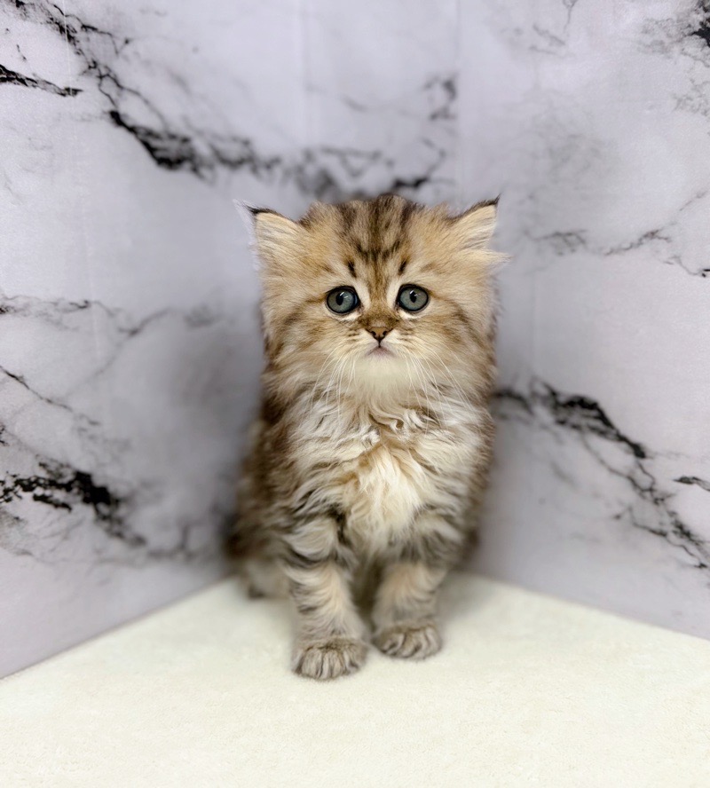 神奈川県のミヌエット (かねだい東戸塚店/2025年9月6日生まれ/女の子/ブラックタビーホワイト)の子猫の4枚目の画像