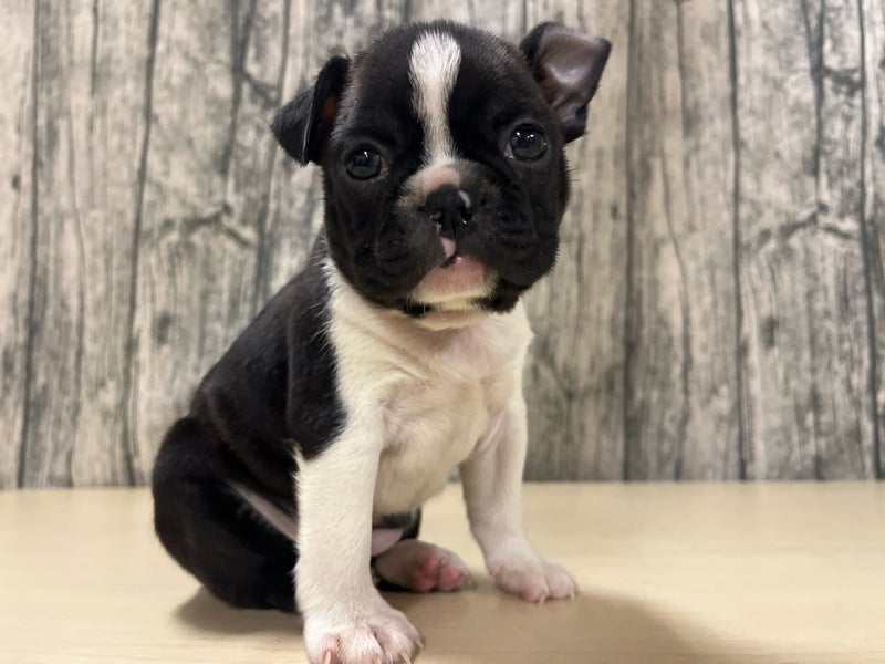 埼玉県のボストンテリア (かねだいアクアパーク店/2025年9月5日生まれ/女の子/ボストンカラー)の子犬