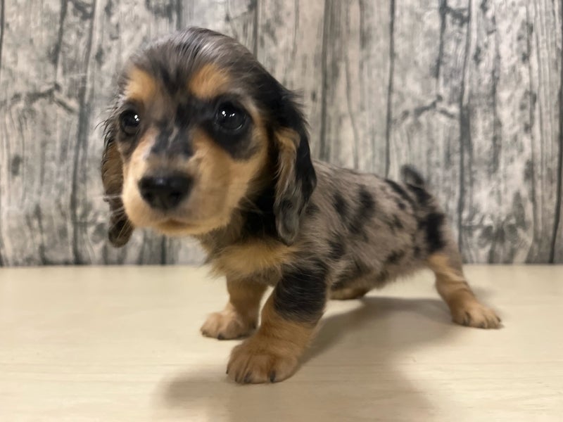 埼玉県のミニチュアダックスフンド(ロング) (かねだいアクアパーク店/2025年9月5日生まれ/女の子/シルバーダップル)の子犬