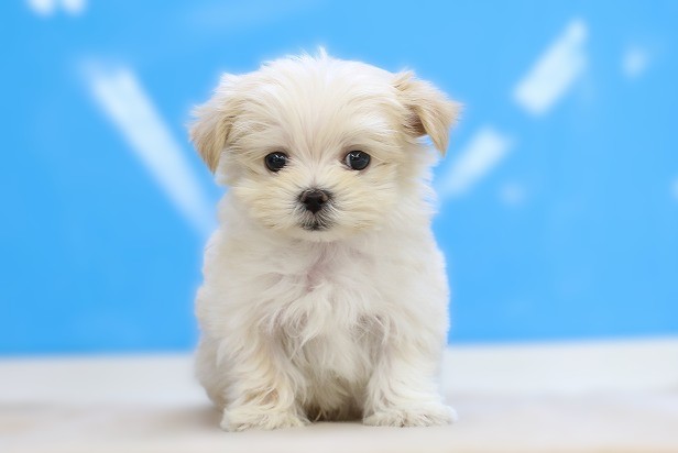 埼玉県のマルキー/マルヨーキー(マルチーズ×ヨークシャーテリア) (かねだい草加店/2025年9月5日生まれ/男の子/ゴールド)の子犬の1枚目の画像