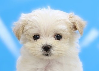 埼玉県のマルキー/マルヨーキー(マルチーズ×ヨークシャーテリア) (かねだい草加店/2025年9月5日生まれ/男の子/ゴールド)の子犬の2枚目の画像