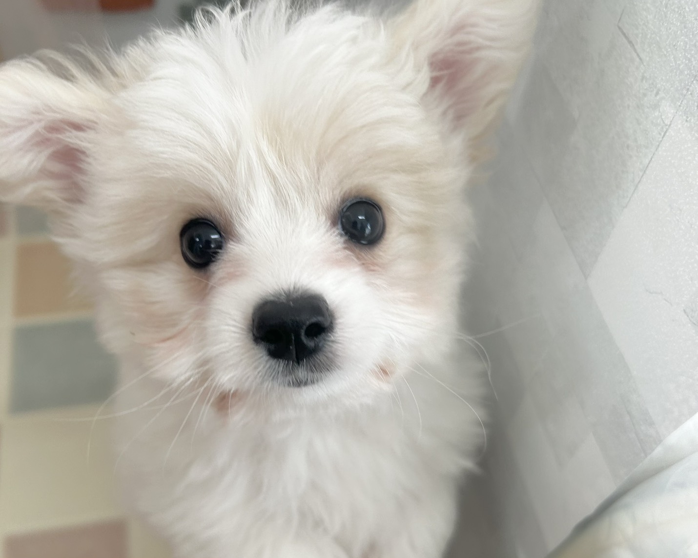 群馬県のハーフ犬・ミックス犬 (かねだいペットトライアル前橋/2025年8月8日生まれ/女の子/ホワイト)の子犬の1枚目の画像