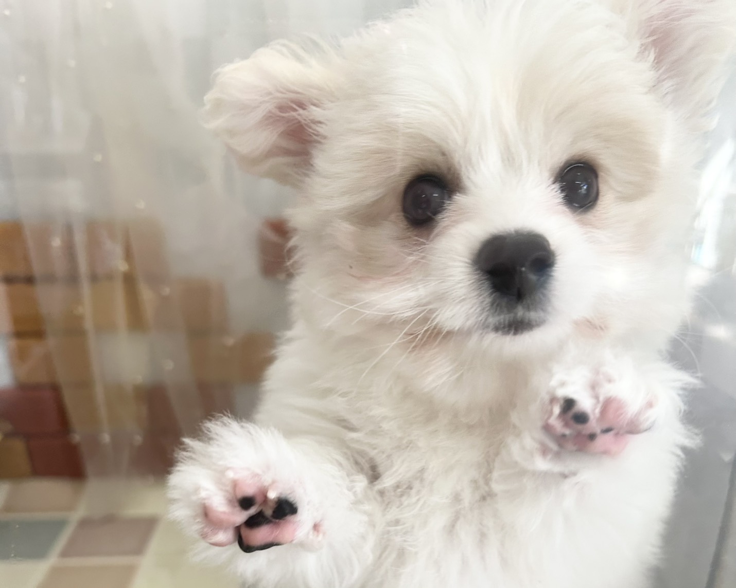 群馬県のハーフ犬・ミックス犬 (かねだいペットトライアル前橋/2025年8月8日生まれ/女の子/ホワイト)の子犬の2枚目の画像