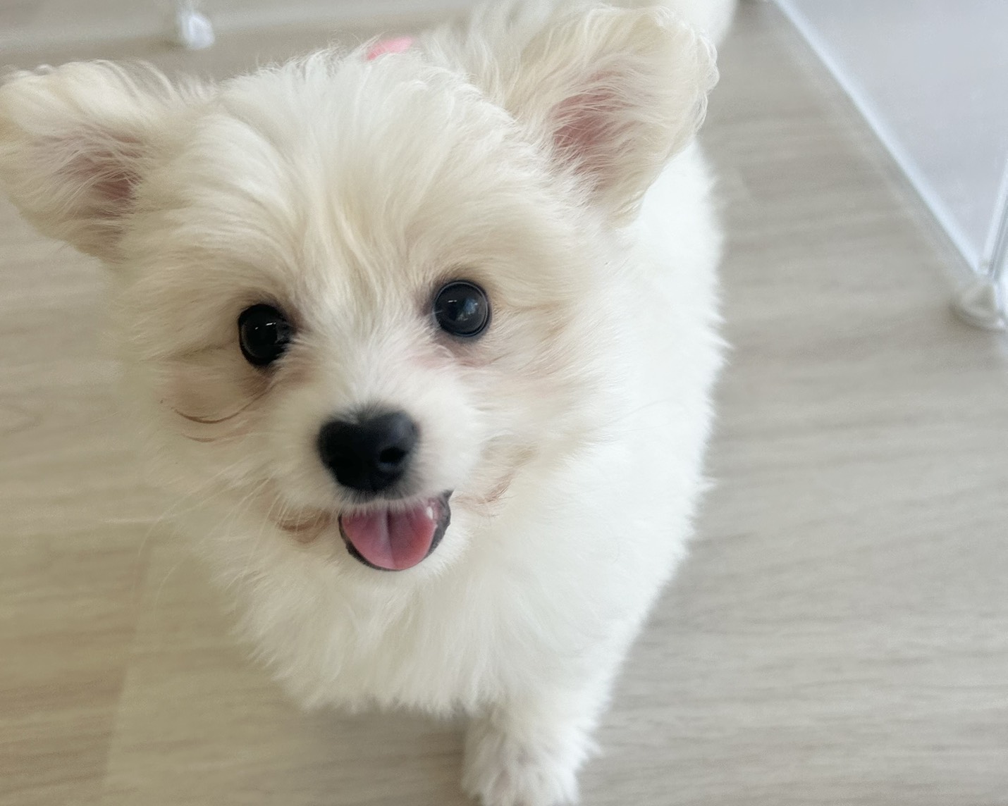 群馬県のハーフ犬・ミックス犬 (かねだいペットトライアル前橋/2025年8月8日生まれ/女の子/ホワイト)の子犬の4枚目の画像