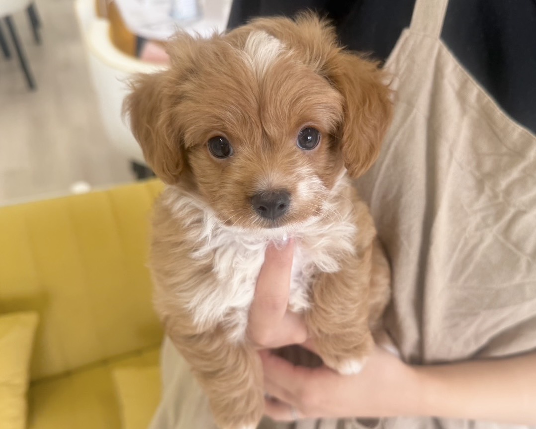 群馬県のハーフ犬・ミックス犬 (かねだいペットトライアル前橋/2025年8月3日生まれ/男の子/レッドホワイト)の子犬の1枚目の画像