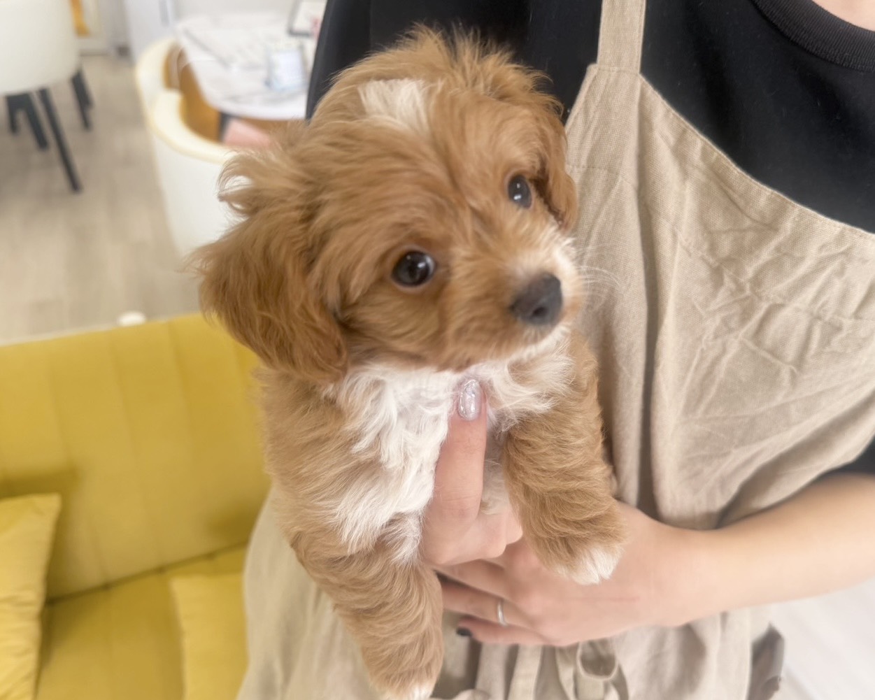 群馬県のハーフ犬・ミックス犬 (かねだいペットトライアル前橋/2025年8月3日生まれ/男の子/レッドホワイト)の子犬の2枚目の画像