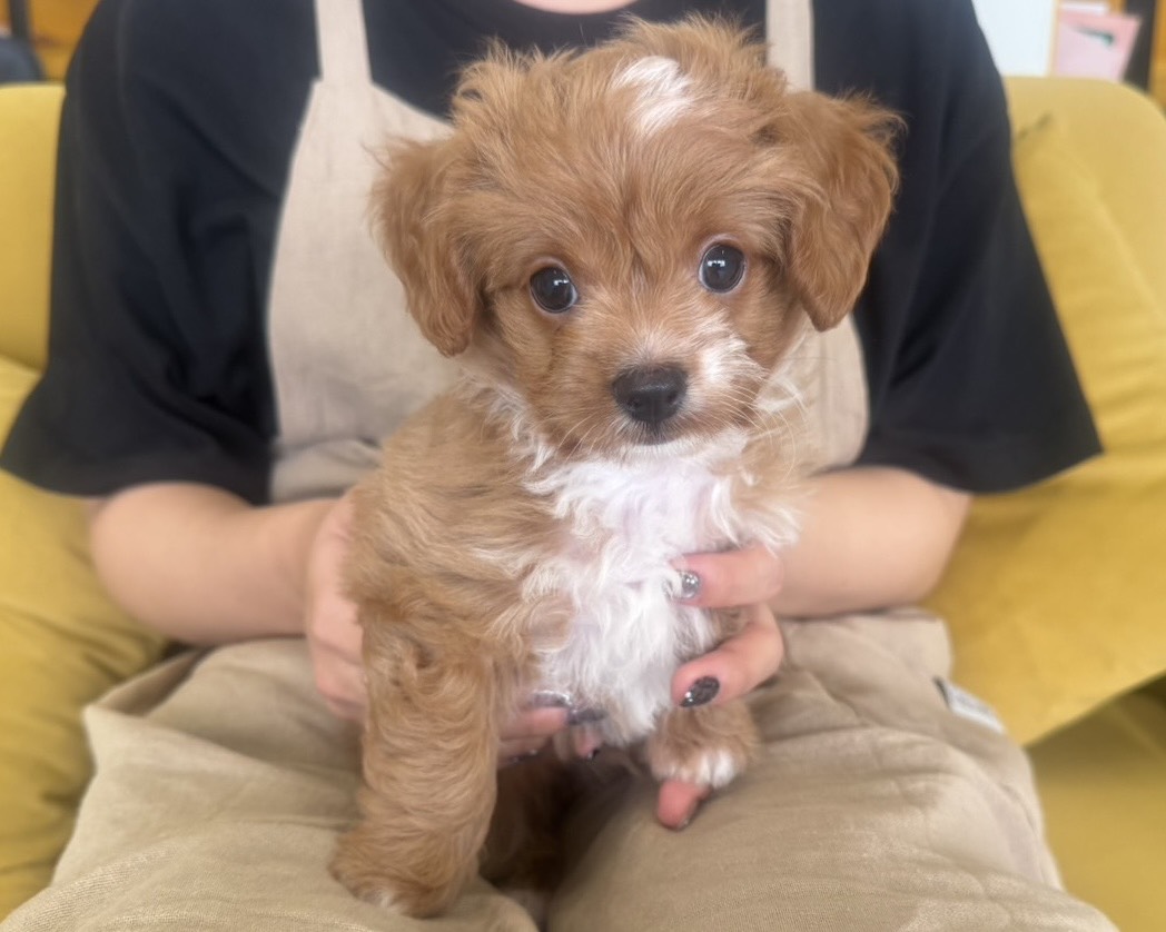 群馬県のハーフ犬・ミックス犬 (かねだいペットトライアル前橋/2025年8月3日生まれ/男の子/レッドホワイト)の子犬の3枚目の画像