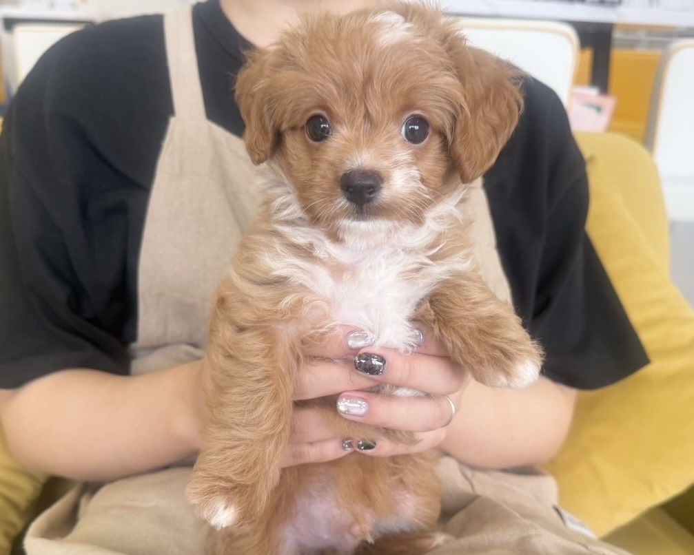 群馬県のハーフ犬・ミックス犬 (かねだいペットトライアル前橋/2025年8月3日生まれ/男の子/レッドホワイト)の子犬の4枚目の画像